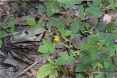 Rhynchosia rufescens